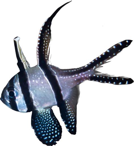 Banggai cardinalfish (Pterapogon kauderni)