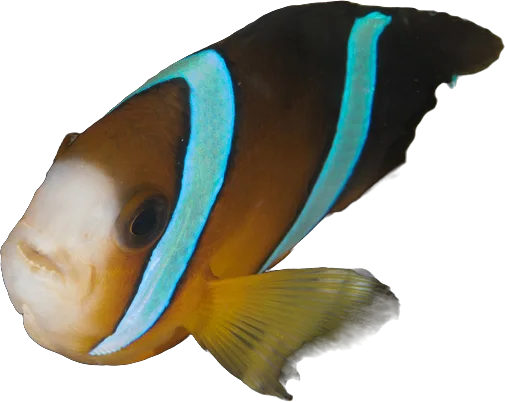 Poisson-clown de Clark (Amphiprion clarkii)