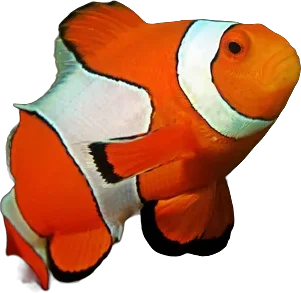 Poisson-clown ocellé (Amphiprion ocellaris)