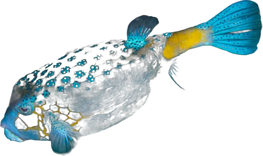 Poisson-coffre jaune (Ostracion cubicus)