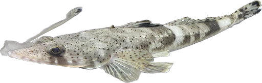 Poisson-crocodile (Cociella crocodila)