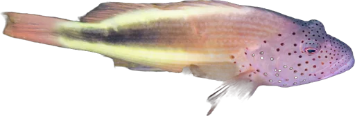 Poisson-faucon de Forster (Paracirrhites forsteri)