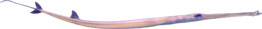 Bluespotted cornetfish (Fistularia commersonii)