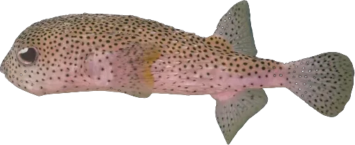 Spot-fin porcupinefish (Diodon hystrix)