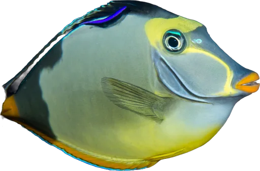 Poisson-licorne (Naso lituratus)