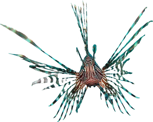 Rascasse volante (Pterois volitans)