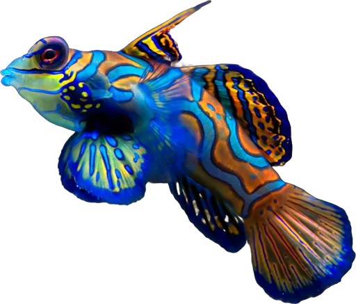 Mandarinfish (Synchiropus splendidus)
