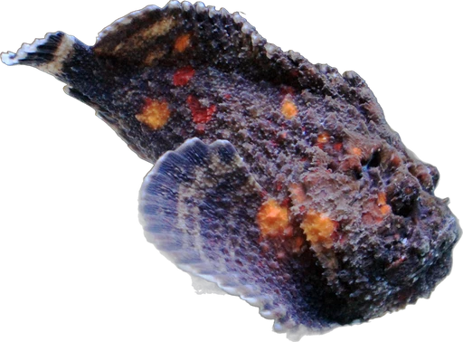 Poisson-pierre (Synanceia verrucosa)