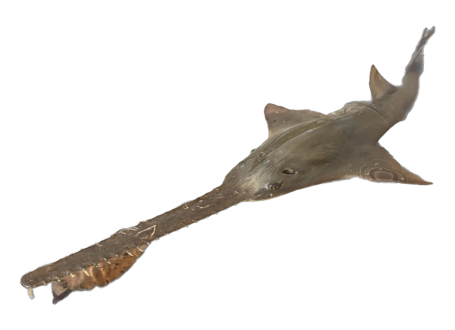 Poisson-scie (Pristis pristis)
