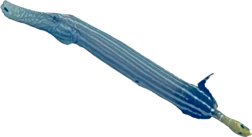 Poisson-trompette (Aulostomus chinensis)