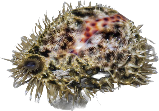 Tiger cowrie (Cypraea tigris)