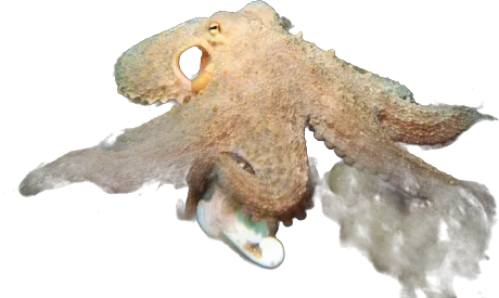 Poulpe commun (Octopus vulgaris)