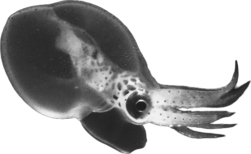 Poulpe géant du Pacifique (Enteroctopus dofleini)