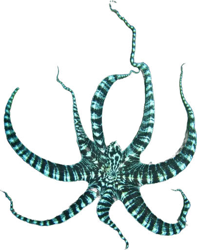 Poulpe mimétique (Thaumoctopus mimicus)