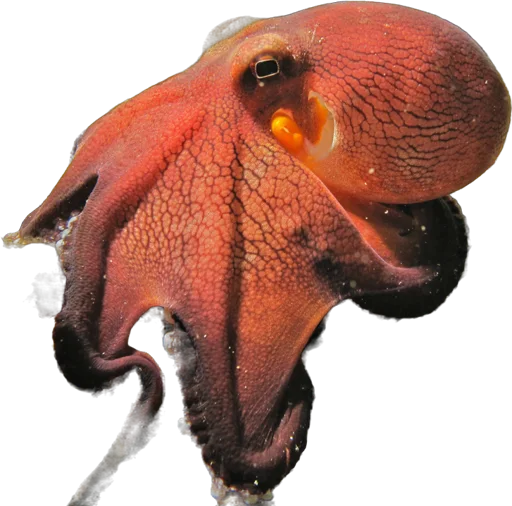 Poulpe noix de coco (Amphioctopus marginatus)
