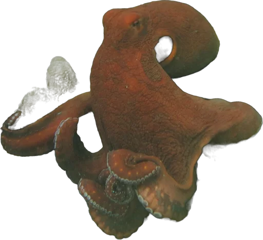 Poulpe de récif (Octopus cyanea)