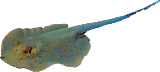 Bluespotted ribbontail ray (Taeniura lymma)