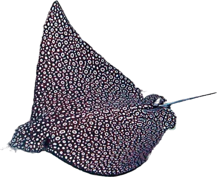 Raie aigle (Aetobatus narinari)