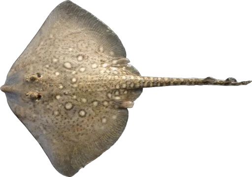 Raie bouclée (Raja clavata)