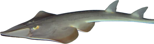 Raie guitare (Rhinobatos rhinobatos)