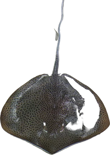 Leopard whipray (Himantura uarnak)