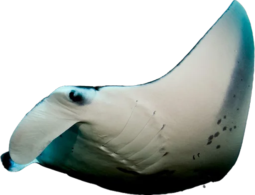 Raie manta de récif (Mobula alfredi)