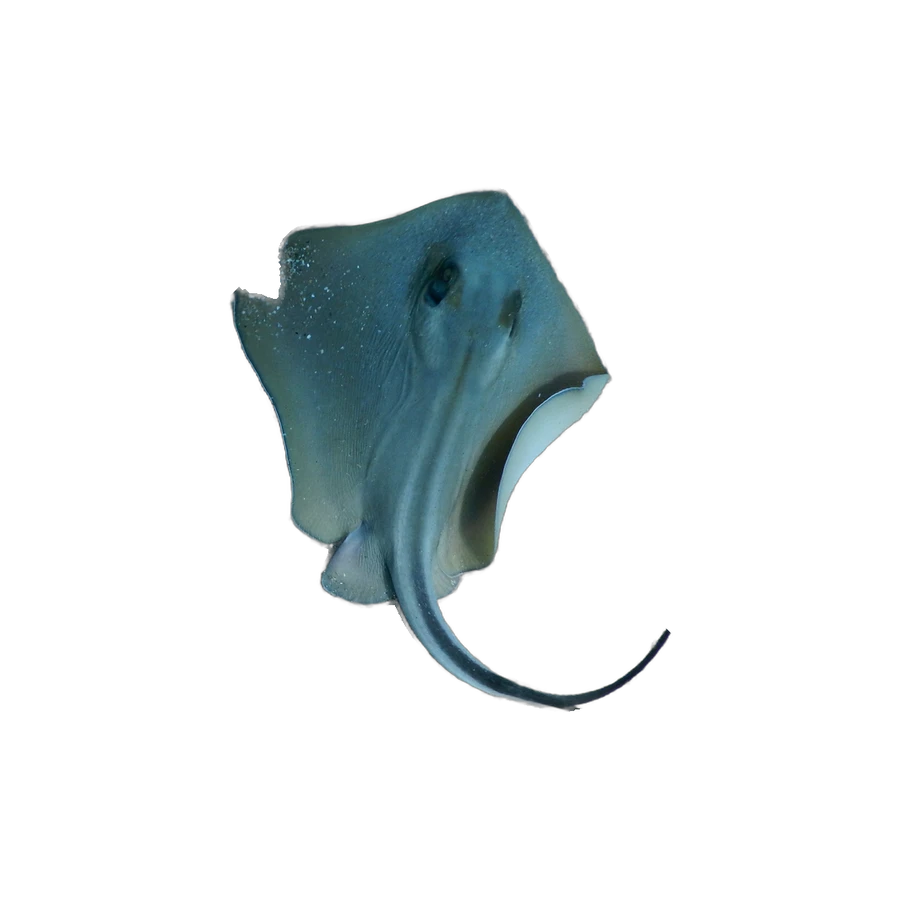 Raie pastenague commune (Dasyatis pastinaca)