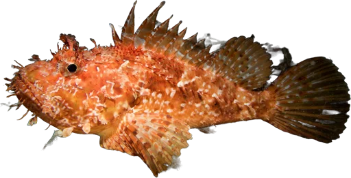 Rascasse rouge (Scorpaena scrofa)