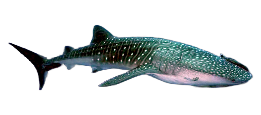 Requin-baleine (Rhincodon typus)