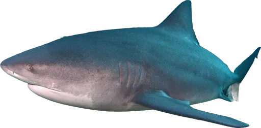 Requin bouledogue (Carcharhinus leucas)