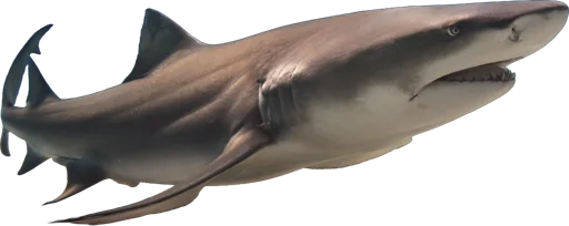 Requin citron (Negaprion brevirostris)