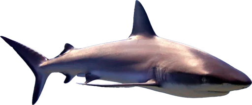 Requin gris de récif (Carcharhinus amblyrhynchos)