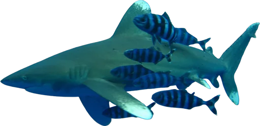 Requin longimane (Carcharhinus longimanus)