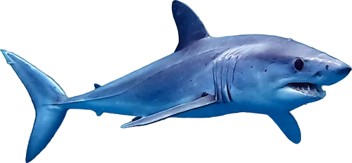 Requin mako (Isurus oxyrinchus)