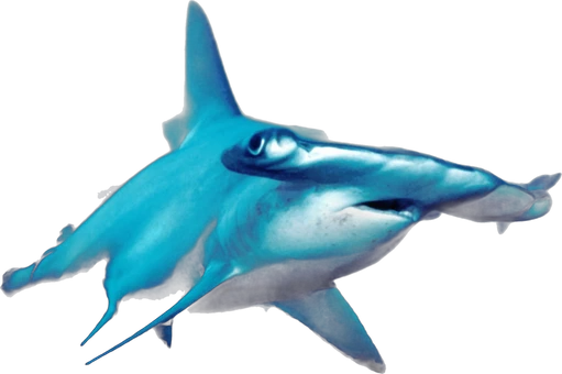 Requin-marteau halicorne (Sphyrna lewini)