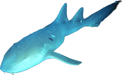 Requin nourrice (Ginglymostoma cirratum)
