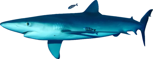 Requin peau bleue (Prionace glauca)