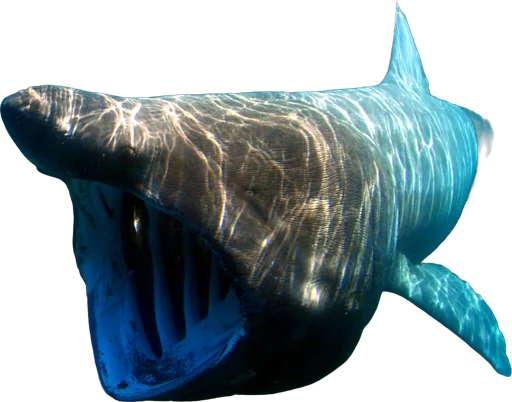 Requin pèlerin (Cetorhinus maximus)