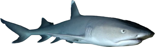 Requin à pointe blanche du lagon (Triaenodon obesus)