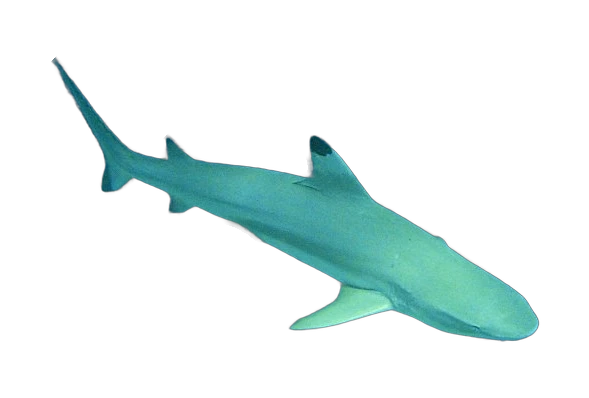 Requin à pointes noires (Carcharhinus melanopterus)