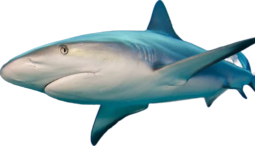 Requin de récif caraïbe (Carcharhinus perezi)