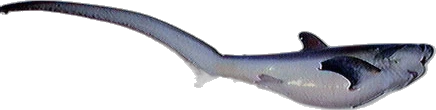 Requin-renard (Alopias vulpinus)