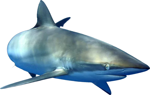Requin soyeux (Carcharhinus falciformis)