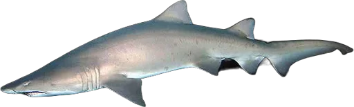 Requin taureau (Carcharias taurus)
