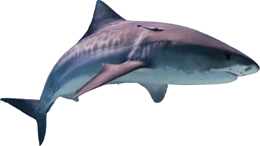 Requin-tigre (Galeocerdo cuvier)