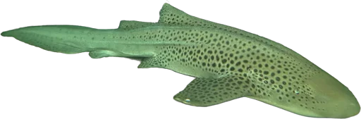 Requin-zèbre (Stegostoma tigrinum)