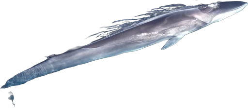 Rorqual commun (Balaenoptera physalus)