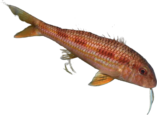 Rouget de roche (Mullus surmuletus)