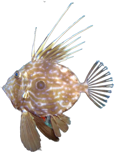 John Dory (Zeus faber)