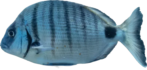 White seabream (Diplodus sargus)
